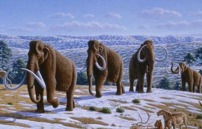 Mammoths