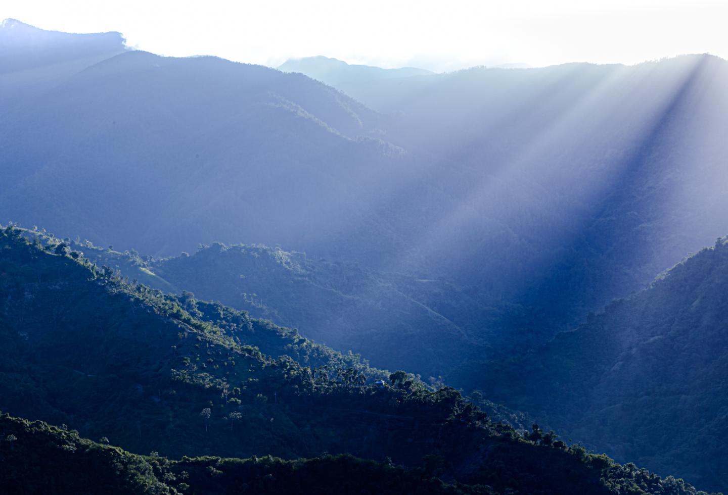Rutgers coffee rust mountains
