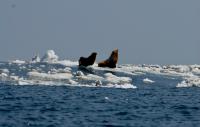 Steller Sea Lions in Arctic