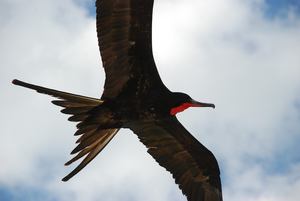 Tracking bird migration