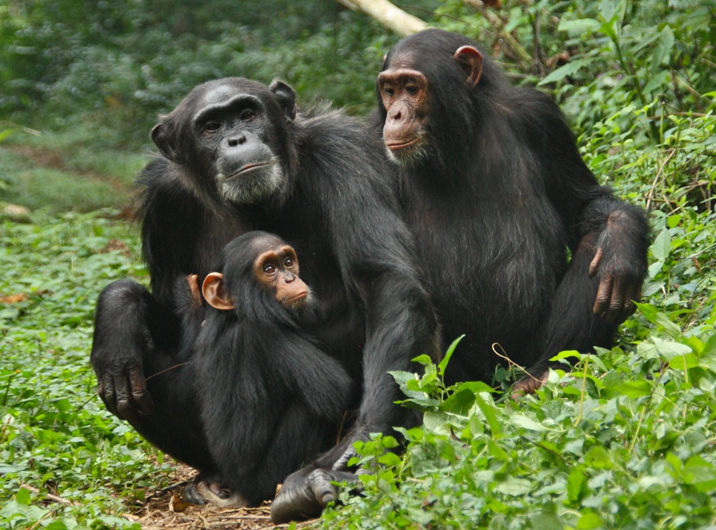 Chimpanzees