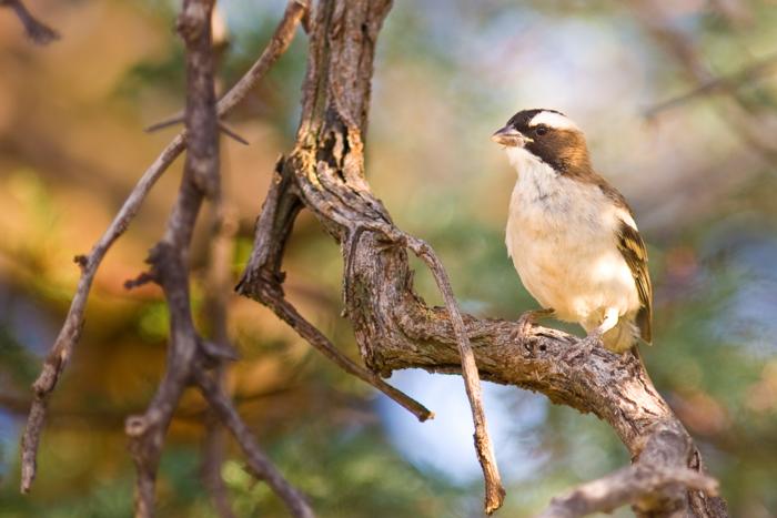 White-browed sparrow weaver
