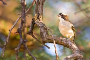 White-browed sparrow weaver