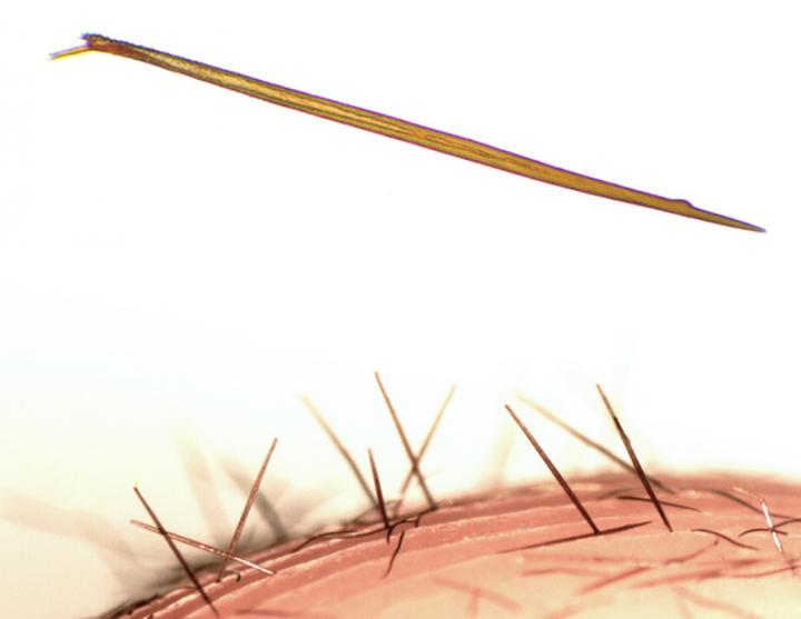 The Urticating Hairs of the New Tarantula <i>Kankuamo marquezi</i>