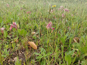 High density of Serapias neglecta on the Solenzara air base