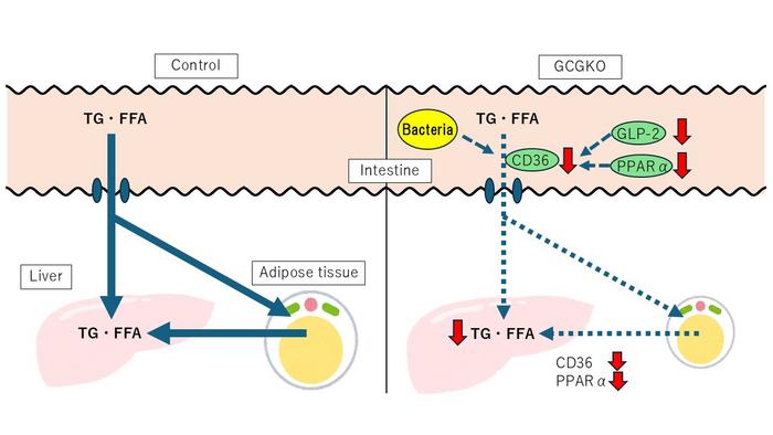 Role of intestinal absorption in preventing diet-induced fatty liver