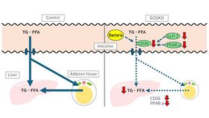 Role of intestinal absorption in preventing diet-induced fatty liver