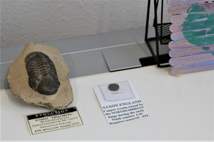 Fossil trilobite