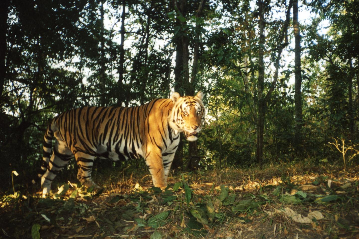 Tiger Camera Trap