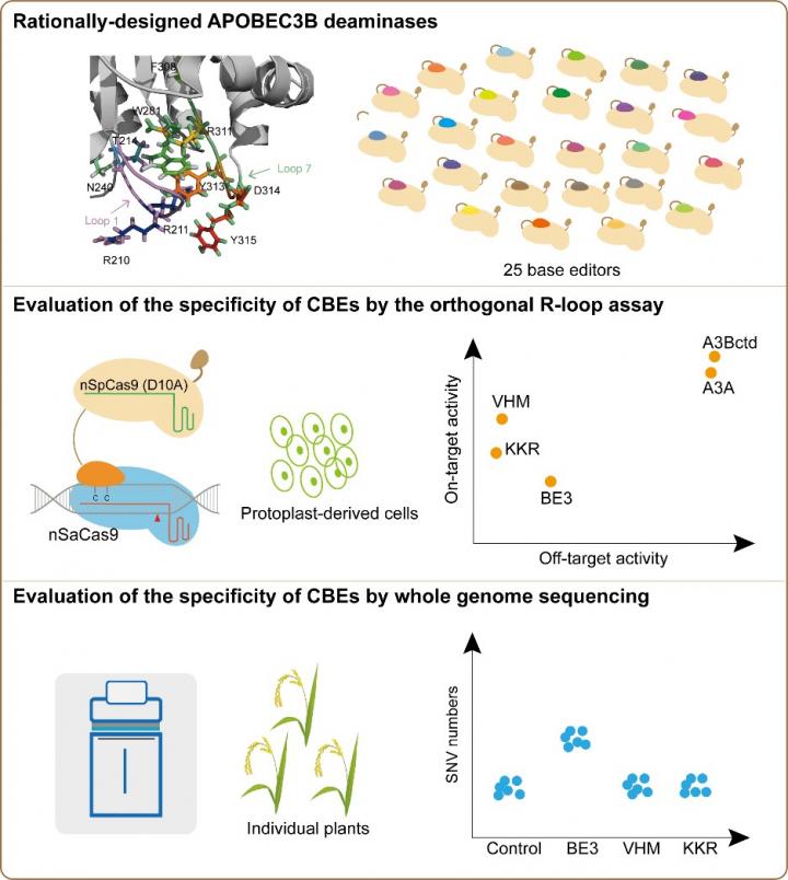 Rationally Designed APOBEC3B Deaminases Improve the Specificity of CBEs