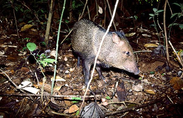 Collared Peccary