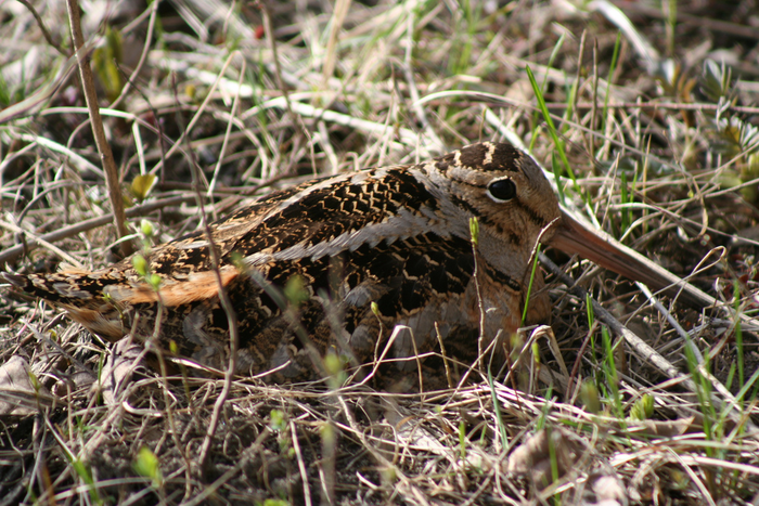 The American Woodcock, one of the species modeled by the BirdFlow team.