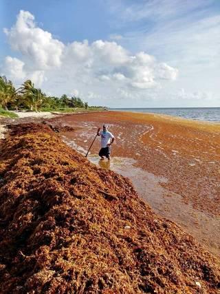 Too Much Sargassum