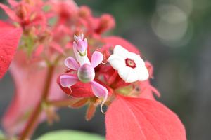 Orchid mantis