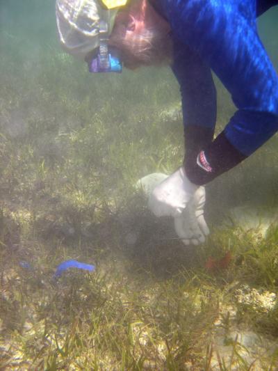 Seagrass on Great Barrier Reef