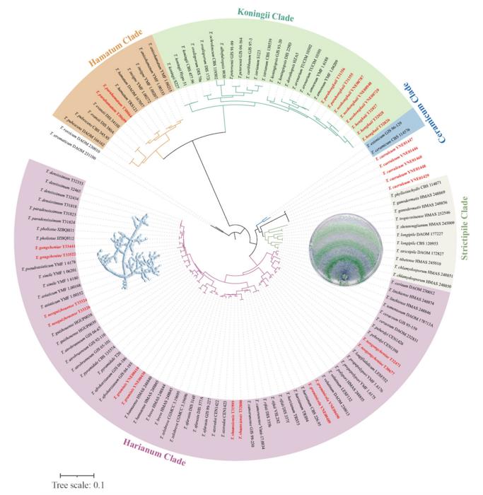 Phylogenetic tree of Trichoderma. Newly proposed species are highlighted in red.