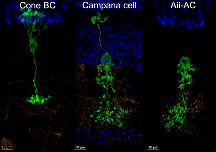 Campana Cell