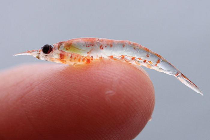 Krill on finger