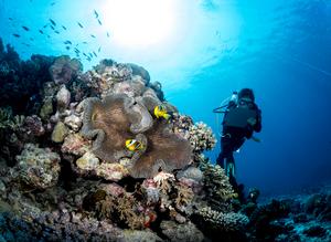 Giving coral reefs a fighting chance for survival