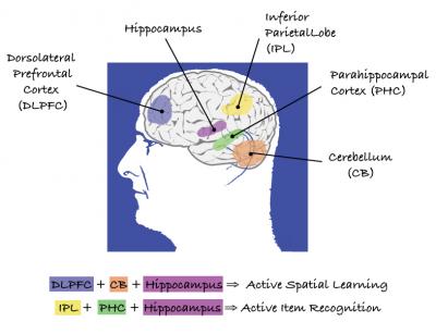 Hippocampus Required