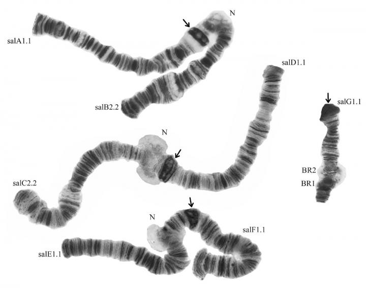 Chromosomes of the Studied Mosquito Species