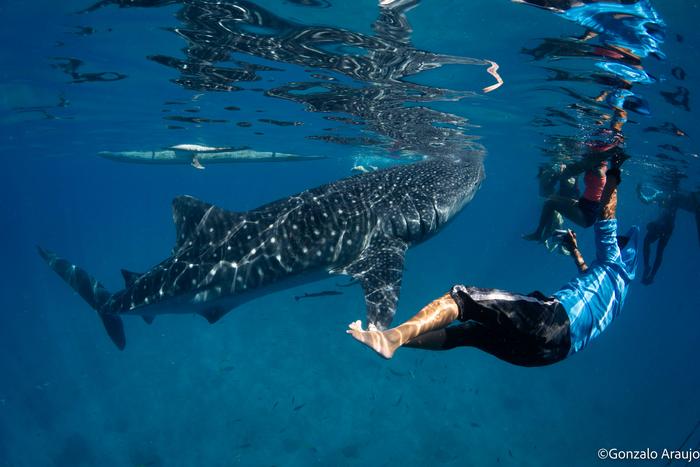 Oslob whale shark diving