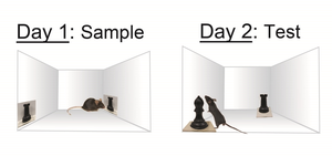 Mice Employ Higher-order Cognitive Processes Like Primates