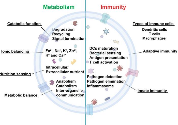 The lysosomal function in metabolism and immunity.