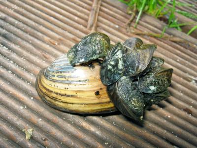 Zebra Mussels on Unio Mussel