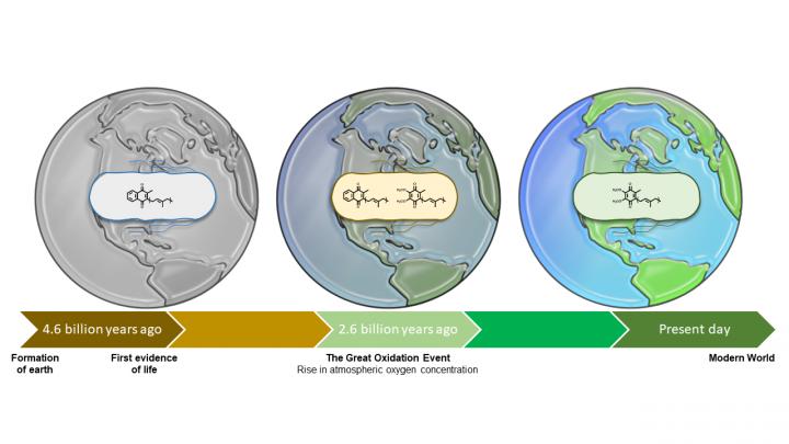 Evolution of Respiratory Quinones