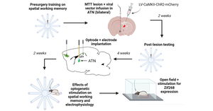 Temporal schematic of the key parts of the experiment