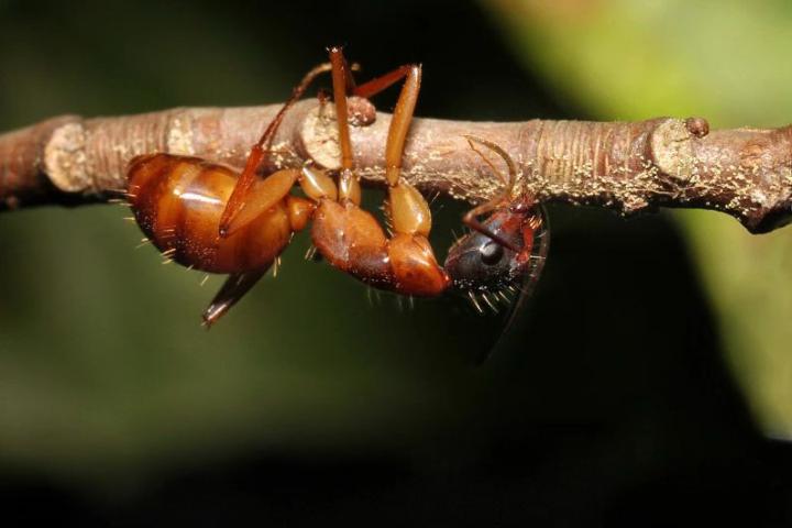 Ant