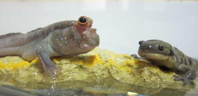 Mudskipper Fish and Tiger Salamanders