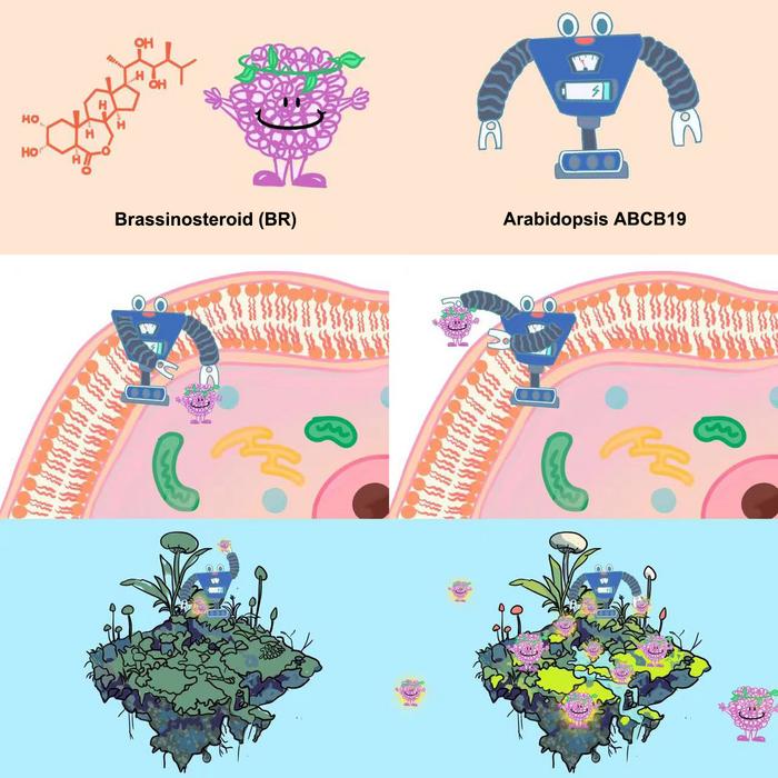 Structure and function of the Arabidopsis ABC transporter ABCB19 in brassinosteroid export