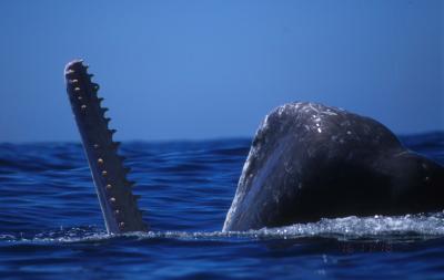 Sperm Whale in the Pacific