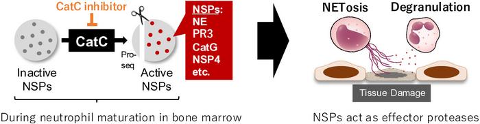 Effects for blocking Cathepsin C (CatC)