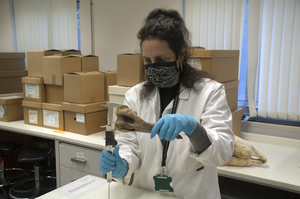 Dr Katherine Kanne from the University of Exeter measuring horse bones found in Goltho, Lincolnshire