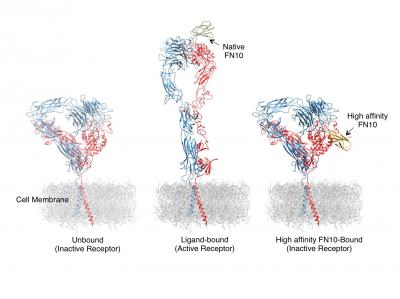 High-affinity Ligand Prevents Inappropriate Integrin Activation