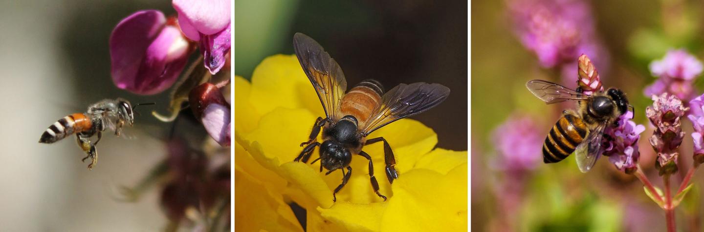 Waggle Dance Dialects