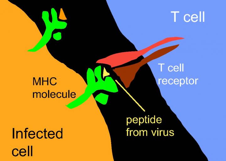 T Cells Receptors As Sensors
