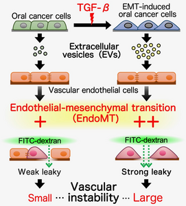 Figure 2. Mechanism of vascular destabilization by TGF-β-induced EndoMT through extracellular vesicles (EVs)