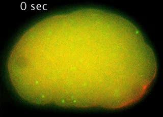 Dissolution/Condensation of P Granules in C. elegans Embryo