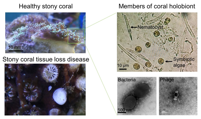 Healthy and unhealthy galaxy coral and members of the coral holobiont