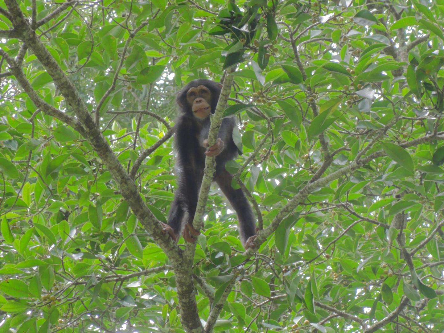 Chimpanzee in a Fig Tree