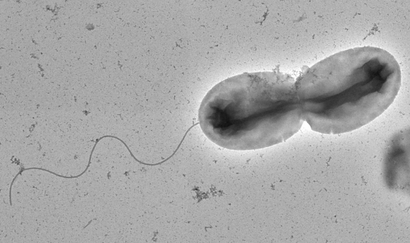 <i>Vibrio parahaemolyticus</i>