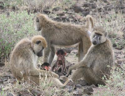 Baboon Mothers