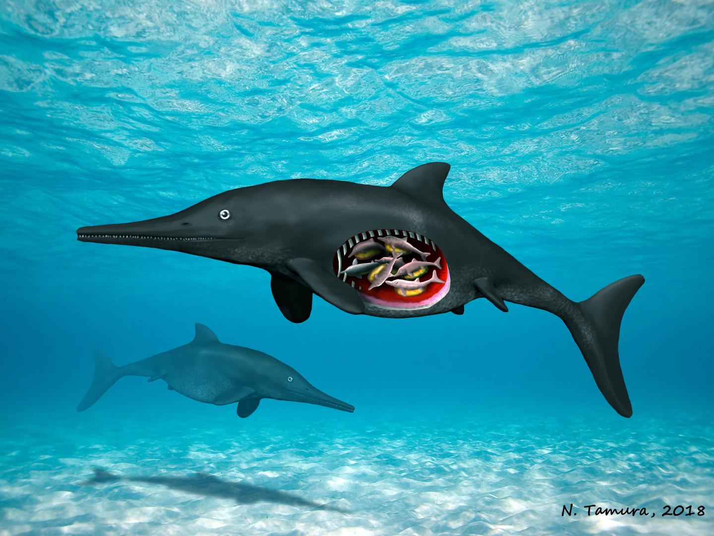 Pregnant Ichthyosaur