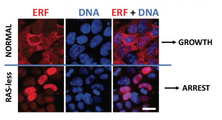 Figure 1 RAS-less Mouse Stem Cells Do Not Grow