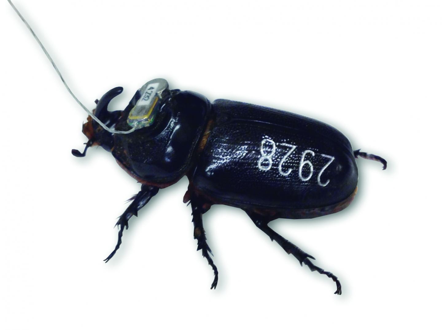 Beetle with Transmitter Attached
