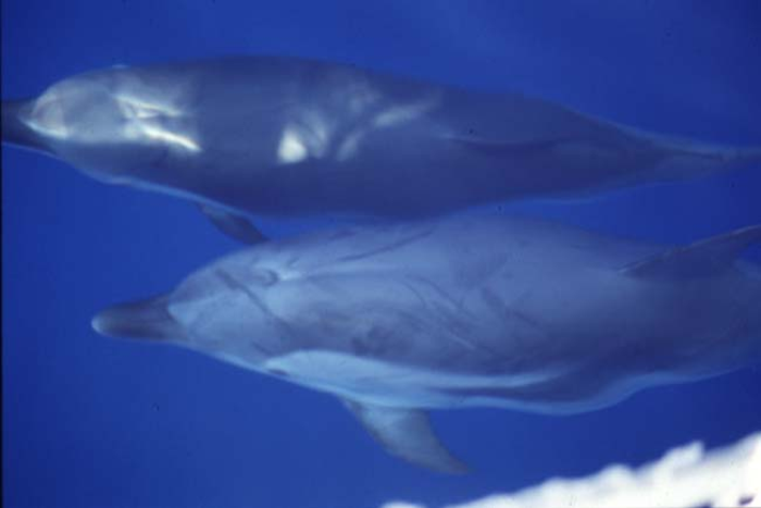 Picture of striped dolphins 1